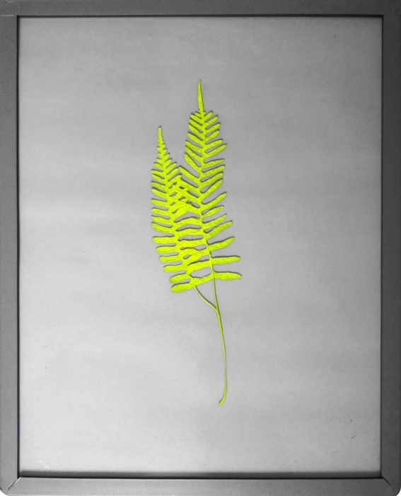 http://alexandremelay.com/files/gimgs/th-57_alexandre_melay_Post_Herbarium2-small.jpg